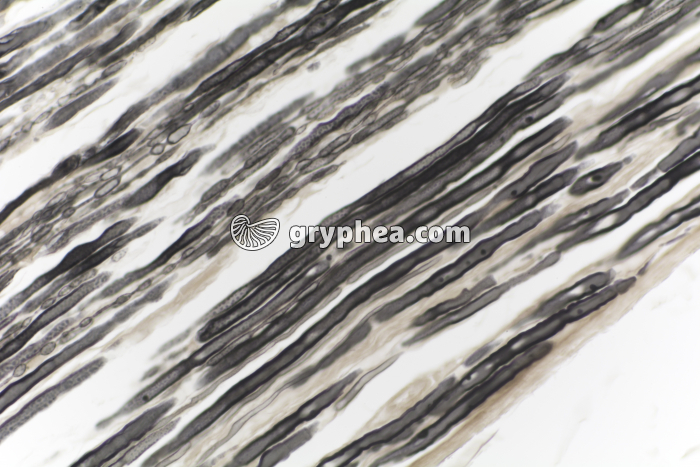 Nerf AO Mammifère CL x100 - gryphea.com